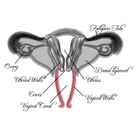 vagina zeichnen|Vaginal Canal Anatomy Illustration